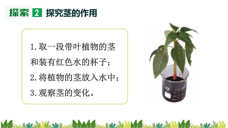 教科版(2017)科学四年级下册1.4《茎和叶》PPT课件+教案+同步练习07