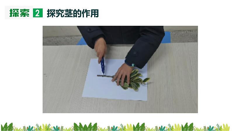 教科版(2017)科学四年级下册1.4《茎和叶》PPT课件+教案+同步练习08