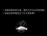 教科版（2001）科学六年级下册 2.3 米饭、淀粉和碘酒的变化(2) 课件