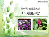 教科版(2017)科學四年級下冊1.5《鳳仙花開花了》PPT課件+教案+同步練習
