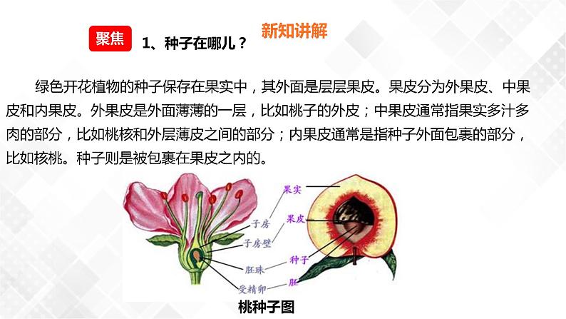 1.1种子里孕育着新生命  科教版四年级下册科学  课件+教案+练习05