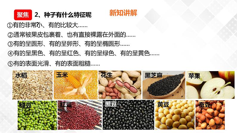 1.1种子里孕育着新生命  科教版四年级下册科学  课件+教案+练习06