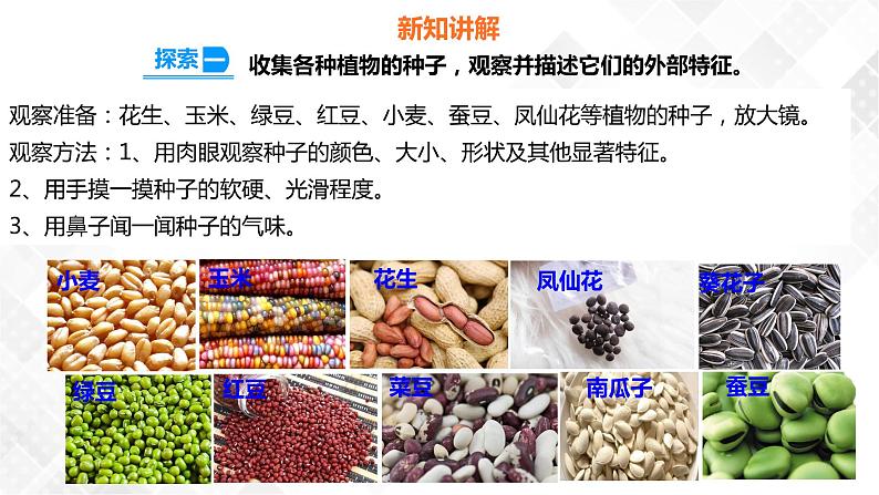 1.1种子里孕育着新生命  科教版四年级下册科学  课件+教案+练习08