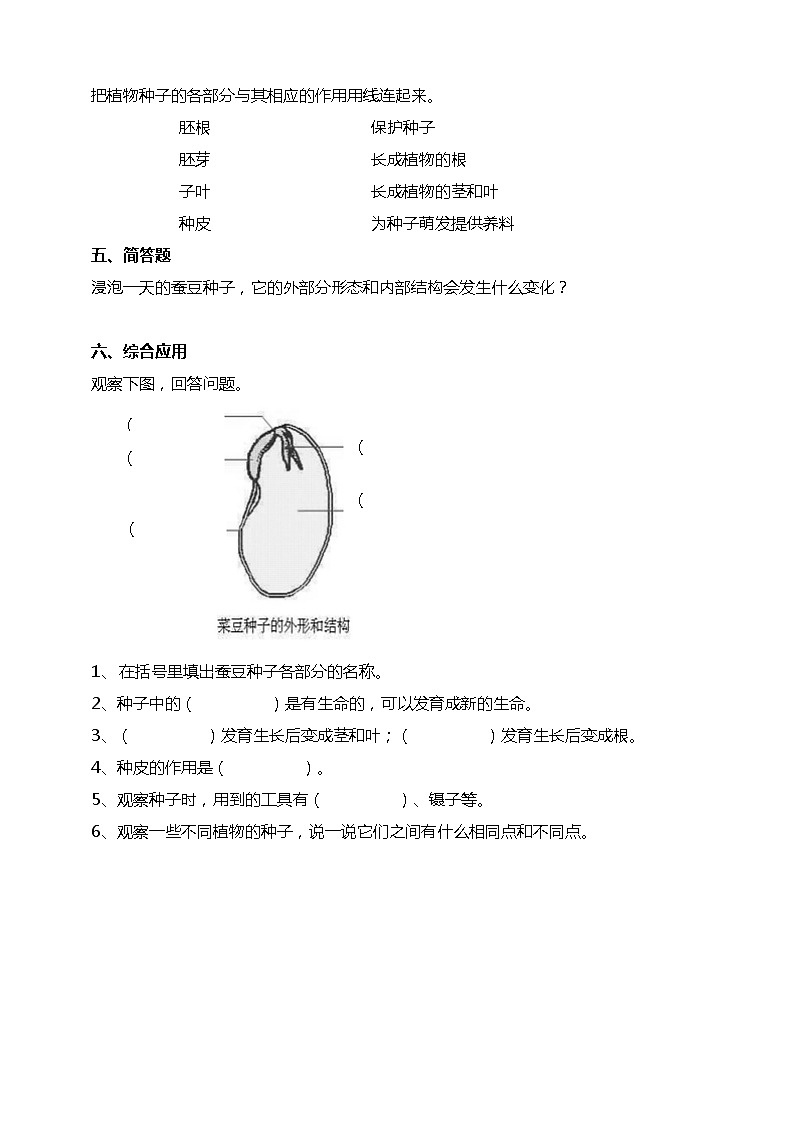 1.1种子里孕育着新生命  科教版四年级下册科学  课件+教案+练习02