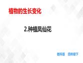 1.2种植凤仙花  科教版四年级下册科学  课件+教案+练习