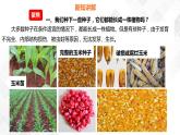 1.2种植凤仙花  科教版四年级下册科学  课件+教案+练习