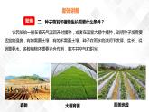 1.2种植凤仙花  科教版四年级下册科学  课件+教案+练习
