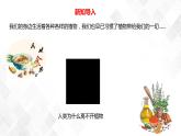 1.8凤仙花的一生  科教版四年级下册科学 课件+教案+练习