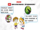 1.8凤仙花的一生  科教版四年级下册科学 课件+教案+练习