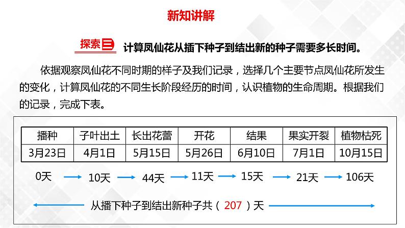 1.8凤仙花的一生  科教版四年级下册科学 课件+教案+练习07