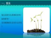 小学科学教科版五年级下册第一单元第3课《绿豆苗的生长》课件（2022新版）2