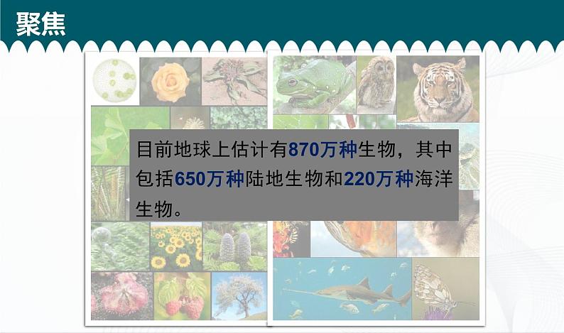 2.1《校园生物大搜索》课件+教案+记录单03