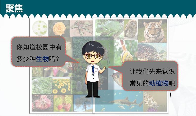 2.1《校园生物大搜索》课件+教案+记录单04