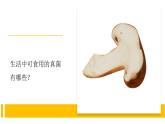 4.4《看得見(jiàn)的微生物》視頻引導(dǎo)ppt+視頻資料