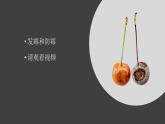 4.5《發(fā)霉和防霉》視頻引導(dǎo)ppt+視頻資料
