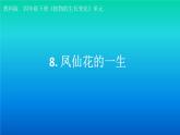 小学科学教科版四年级下册第一单元第8课《凤仙花的一生》课件3（2021新版）