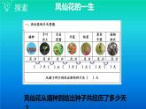 小学科学教科版四年级下册第一单元第8课《凤仙花的一生》课件3（2021新版）