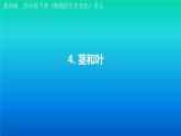 小学科学教科版四年级下册第一单元第4课《茎和叶》课件3（2021新版）