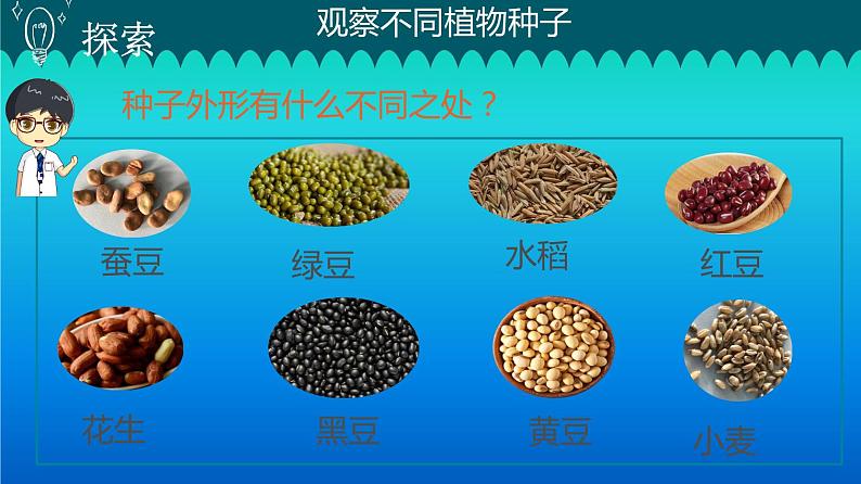 小学科学教科版四年级下册第一单元第1课《 种子里孕育着新生命》课件3（2021新版）07