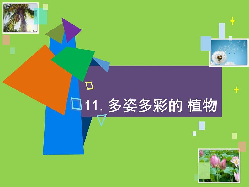4.11多姿多彩的植物第1页