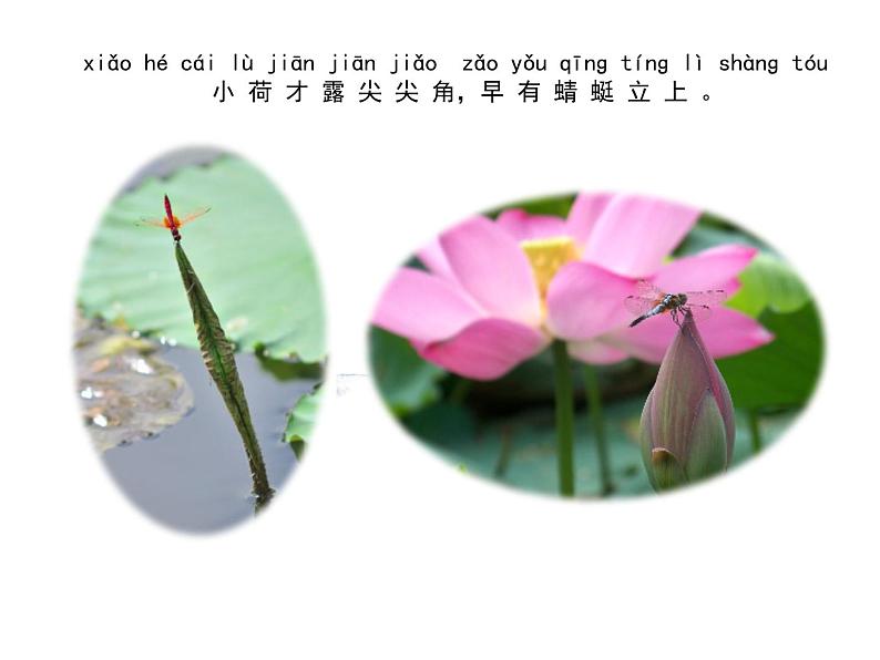 4.11多姿多彩的植物第3页