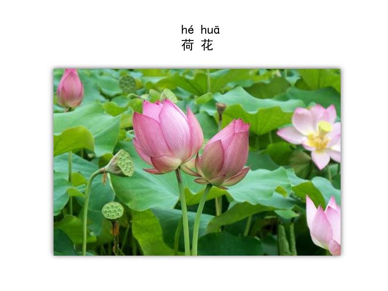 4.11多姿多彩的植物第4页
