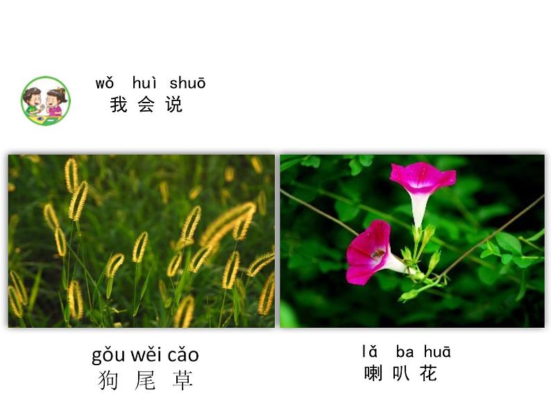 4.11多姿多彩的植物第5页