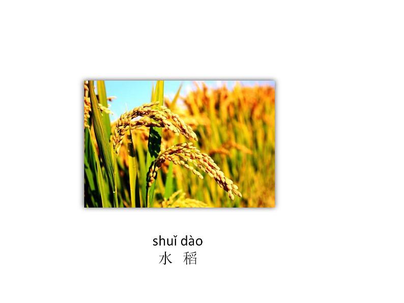 4.11多姿多彩的植物第6页