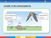 蘇教版（2017）六下科學(xué)2.6《有趣的食物鏈》授課課件