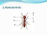 人教鄂教版科学二年级下册7.《蚂蚁》 课件+教案