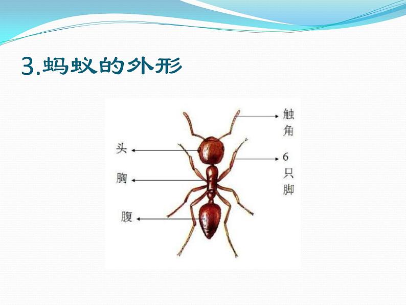 人教鄂教版科学二年级下册7.《蚂蚁》 课件+教案05