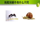 人教鄂教版科学二年级下册8.《蜗牛》 课件+教案
