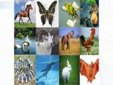 苏教版（2017）科学一年级下册：10.形形色色的动物 授课课件