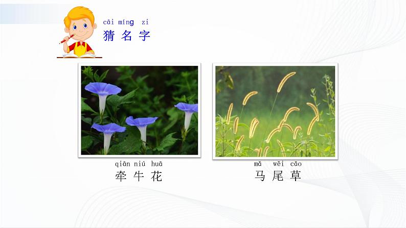 苏教版（2017）科学一年级下册：11.多姿多彩的植物 授课课件05