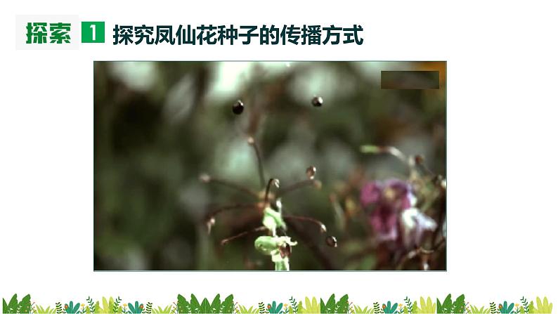 教科版(2017)科学四年级下册1.7《种子的传播》PPT课件+教案+同步练习04