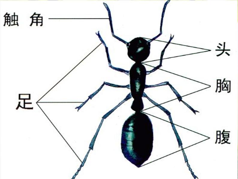 人教小学科学1.2校园里的动物课件PPT第6页