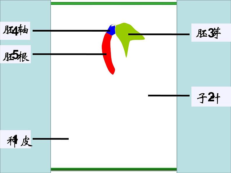 人教小学科学2.1植物的种子课件PPT第7页