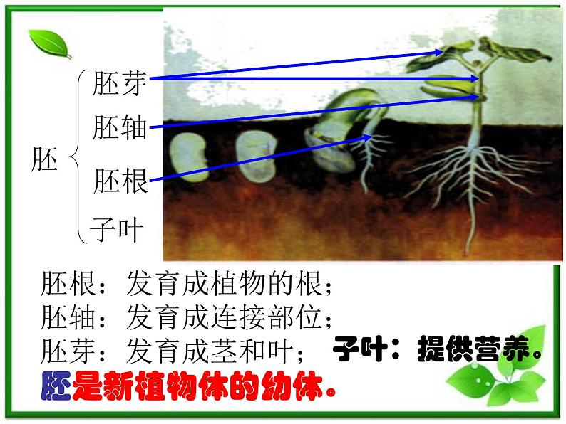 人教小学科学2.1植物的种子课件PPT第8页