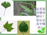 教科小学科学三上《1.5、植物的叶》PPT课件(5)