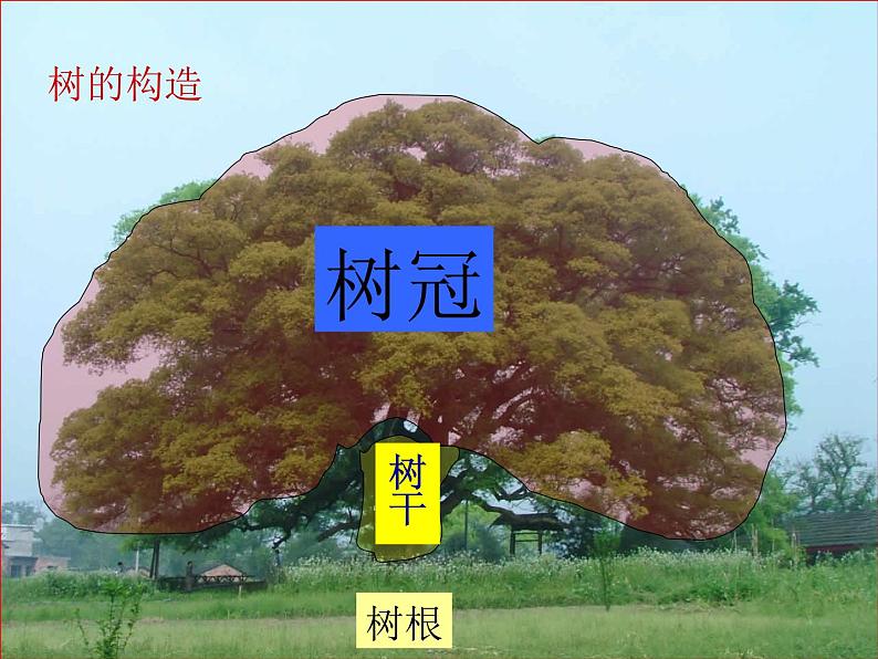 教科小学科学三上《1.3、大树和小草》PPT课件(1)02