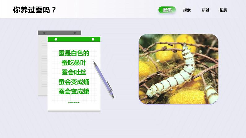 教科版(2017)科学三年级下册2.1《迎接蚕宝宝的到来》课件PPT+教案+练习06