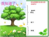 教科小学科学三上《1.2、校园的树木》PPT课件(5)