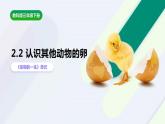 教科版(2017)科学三年级下册2.2《认识其他动物的卵》课件PPT+教案+练习