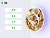 教科版(2017)科学三年级下册2.2《认识其他动物的卵》课件PPT+教案+练习