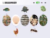 教科版(2017)科学三年级下册2.2《认识其他动物的卵》课件PPT+教案+练习