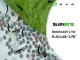 教科版(2017)科學三年級下冊2.3《蠶長大了》課件PPT+教案+練習