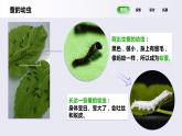 教科版(2017)科學三年級下冊2.3《蠶長大了》課件PPT+教案+練習