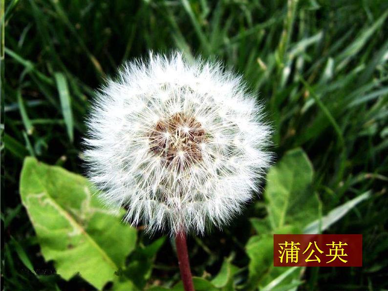 教科小学科学三上《1.3、大树和小草》PPT课件(16)第2页