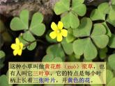 教科小学科学三上《1.3、大树和小草》PPT课件(16)