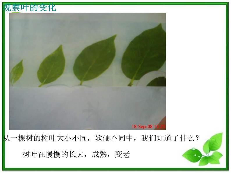 教科小学科学三上《1.6、植物发生了什么变化》PPT课件(6)03